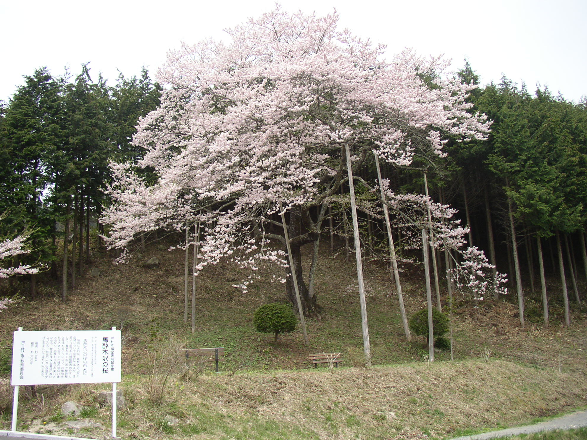 112　馬酔木沢の桜2.JPG